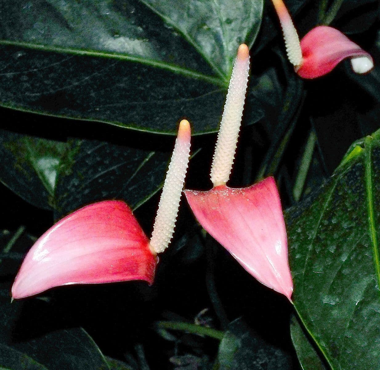 Anthurium scherzerianum