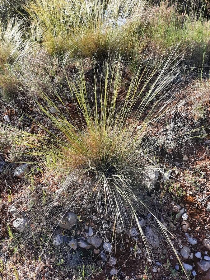 Stipa offneri