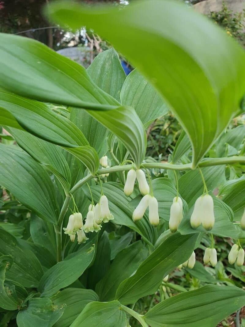 Polygonatum biflorum