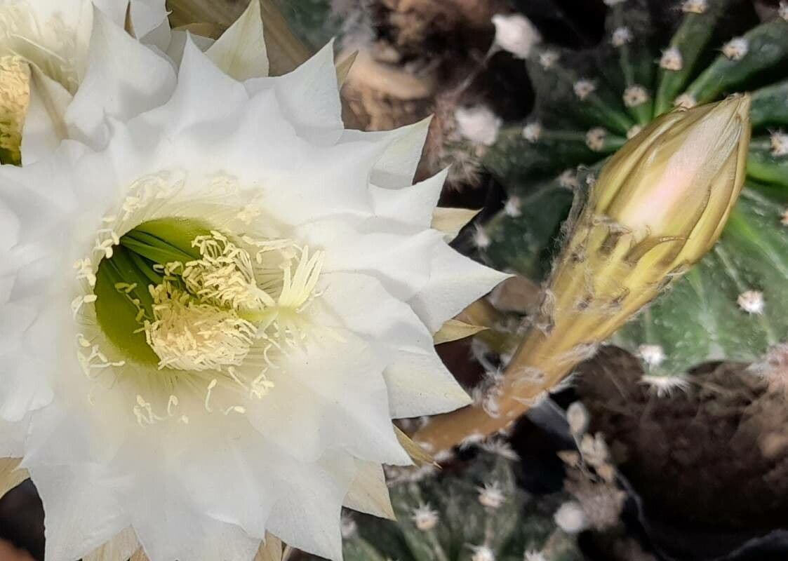 Echinopsis oxygona