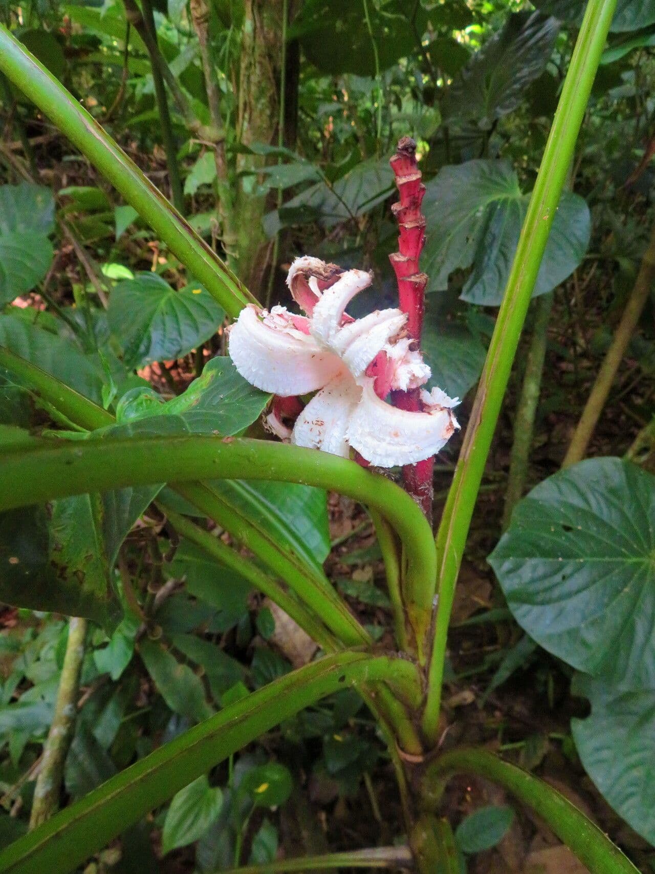 Musa velutina