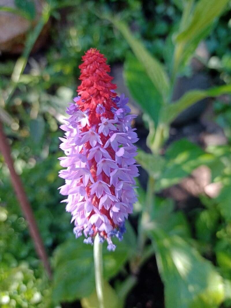 Primula vialii