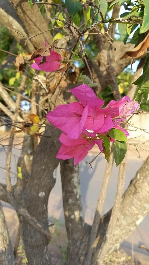 Bougainvillea glabra