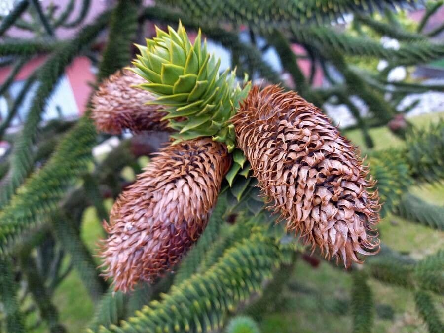 Araucaria araucana