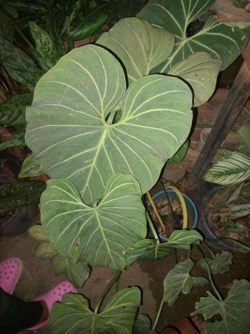 Philodendron gloriosum