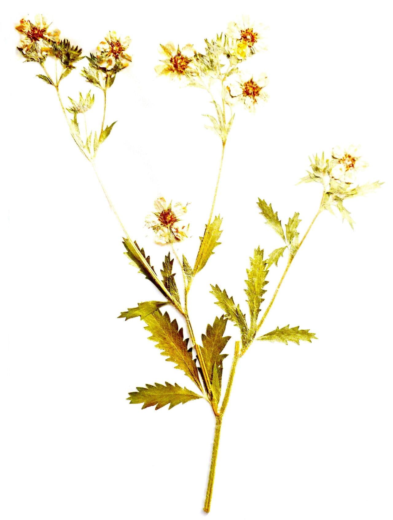 Potentilla intermedia