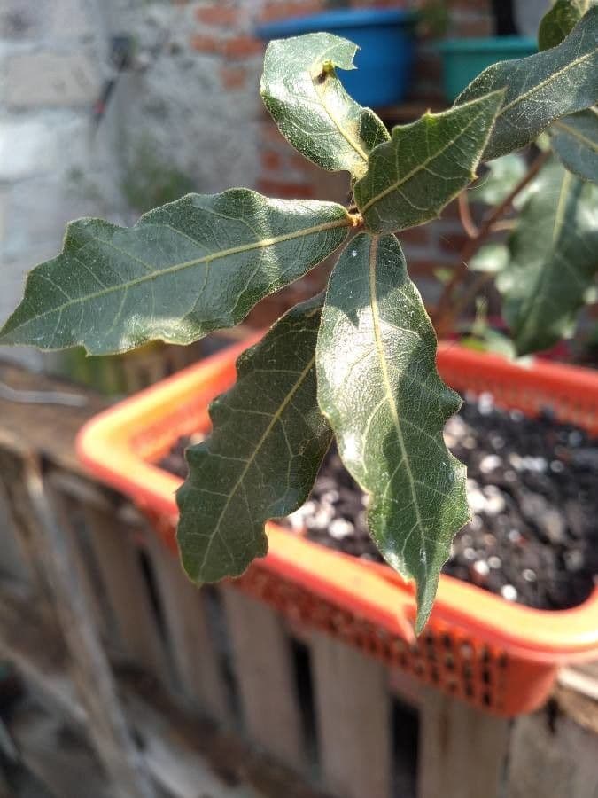 Quercus emoryi