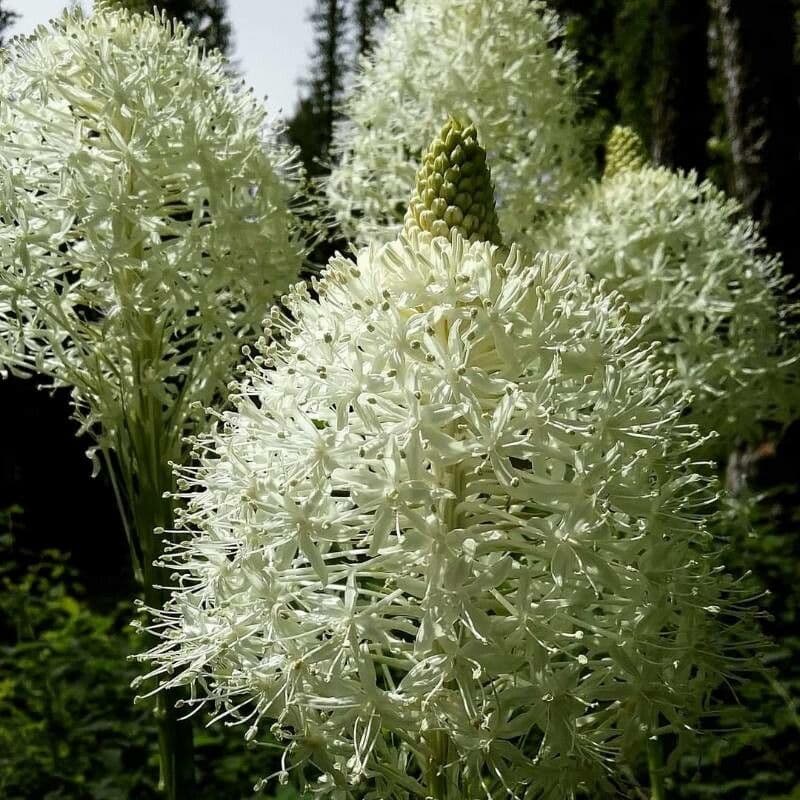 Xerophyllum tenax