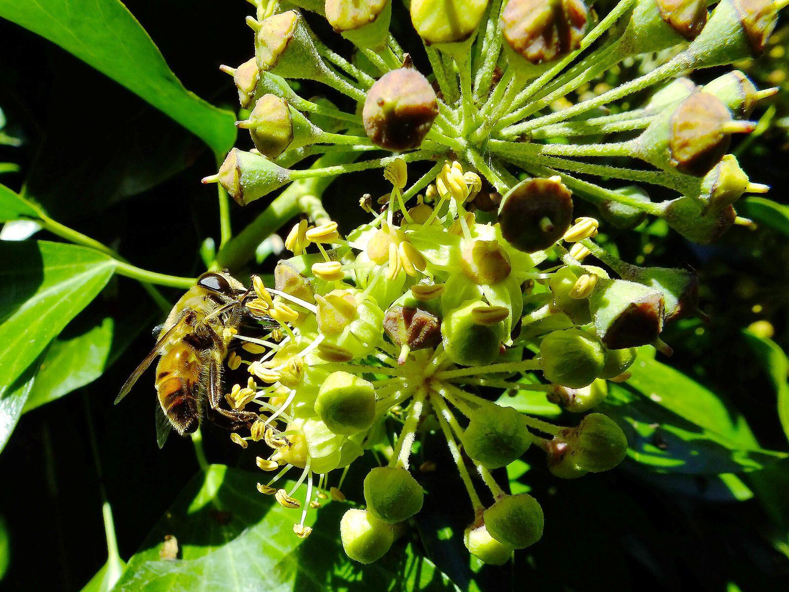 Hedera helix