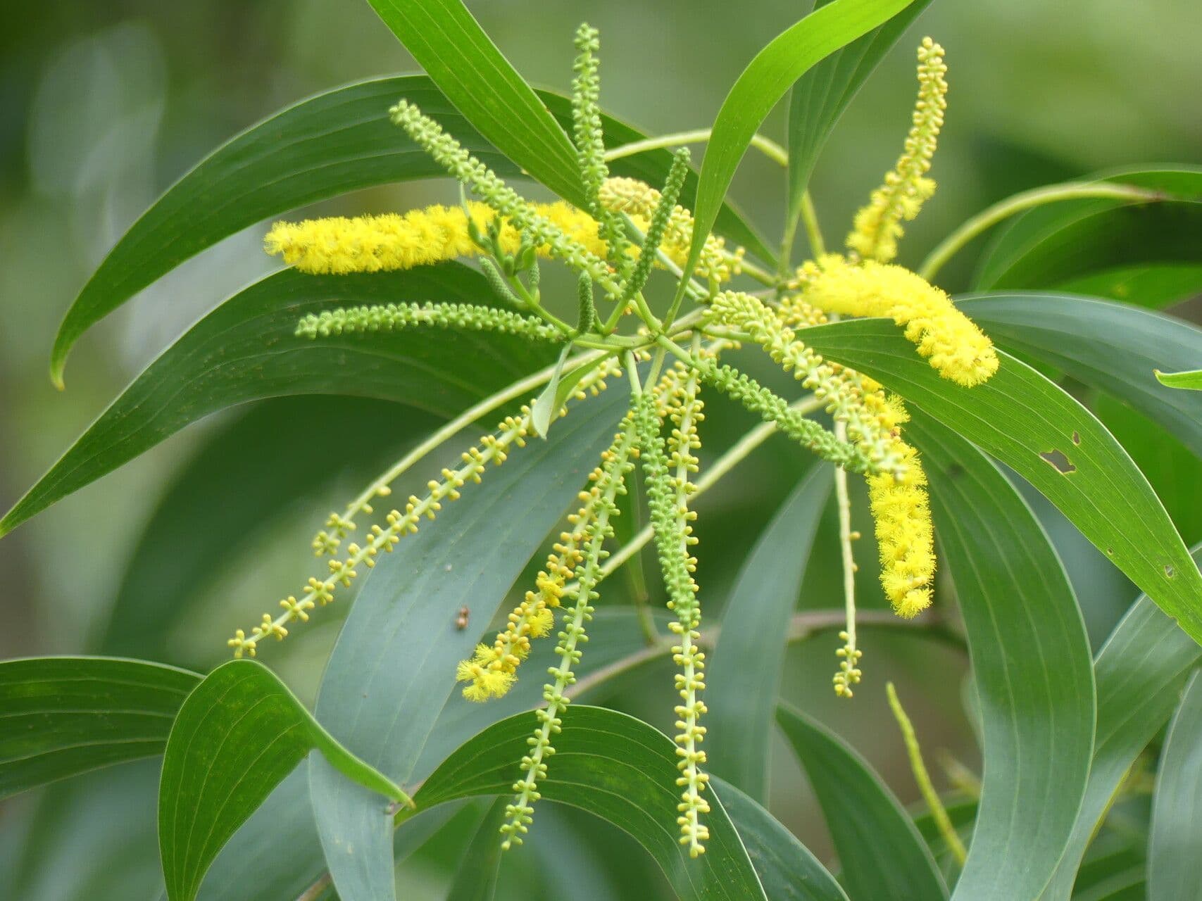 Acacia auriculiformis