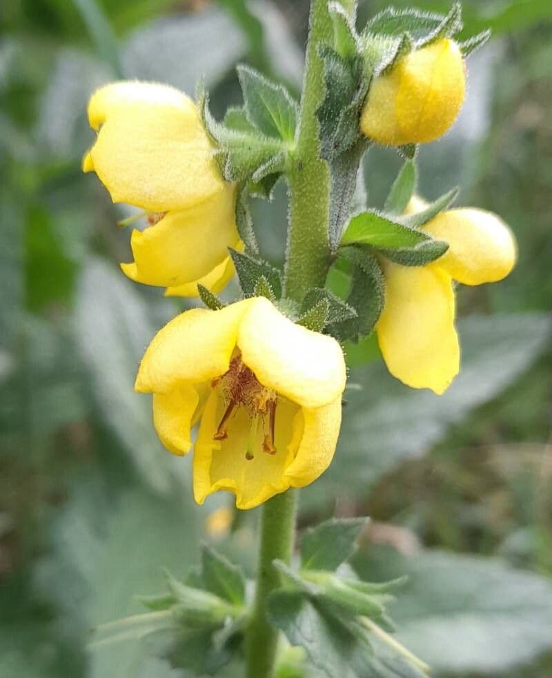 Verbascum virgatum