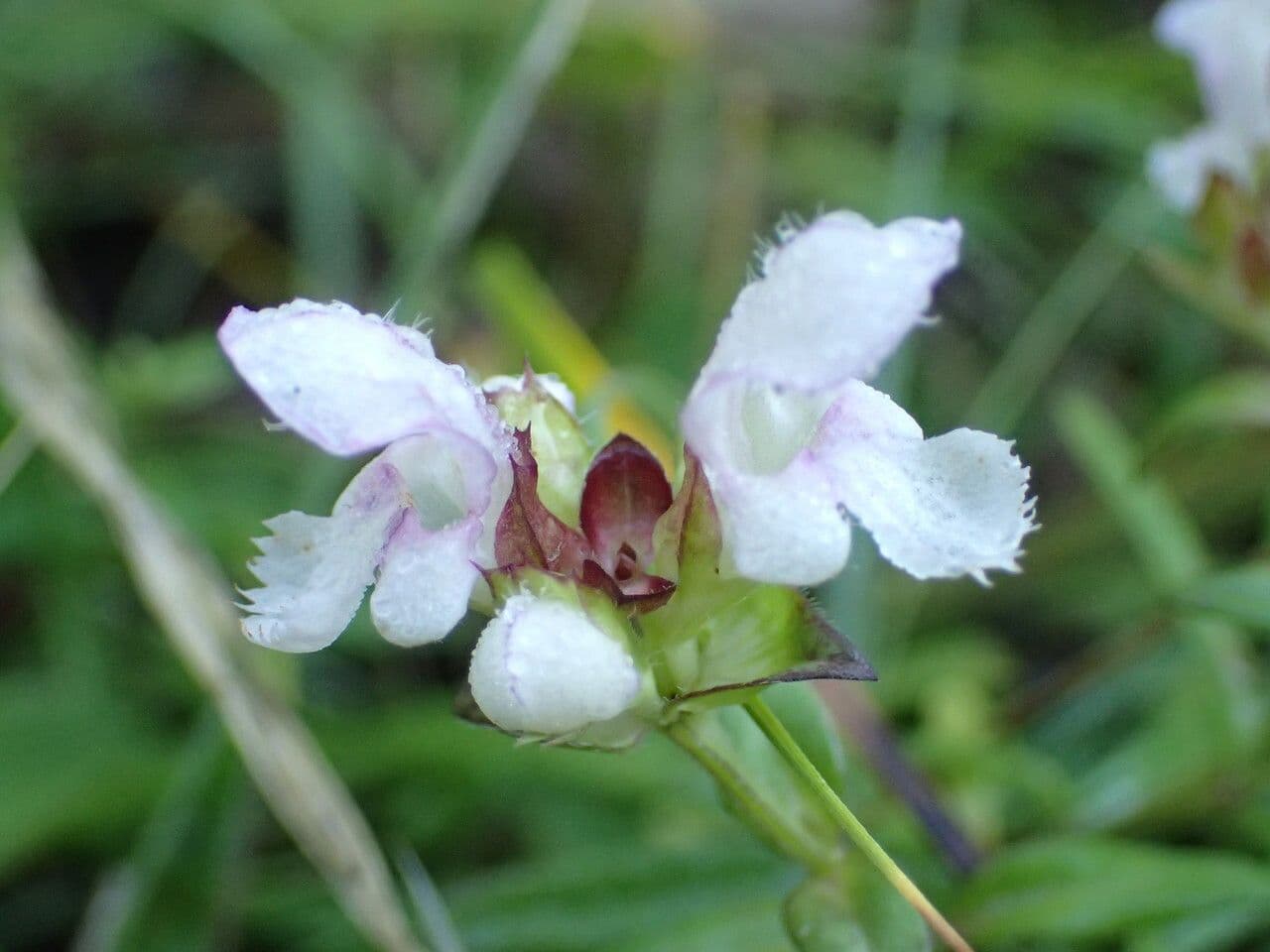 Prunella hyssopifolia