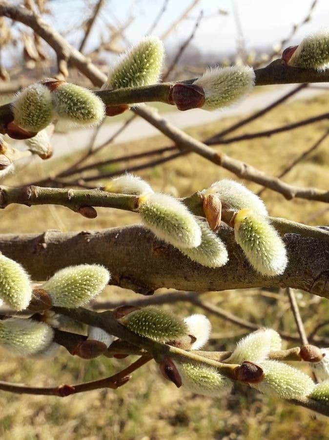 Salix caprea