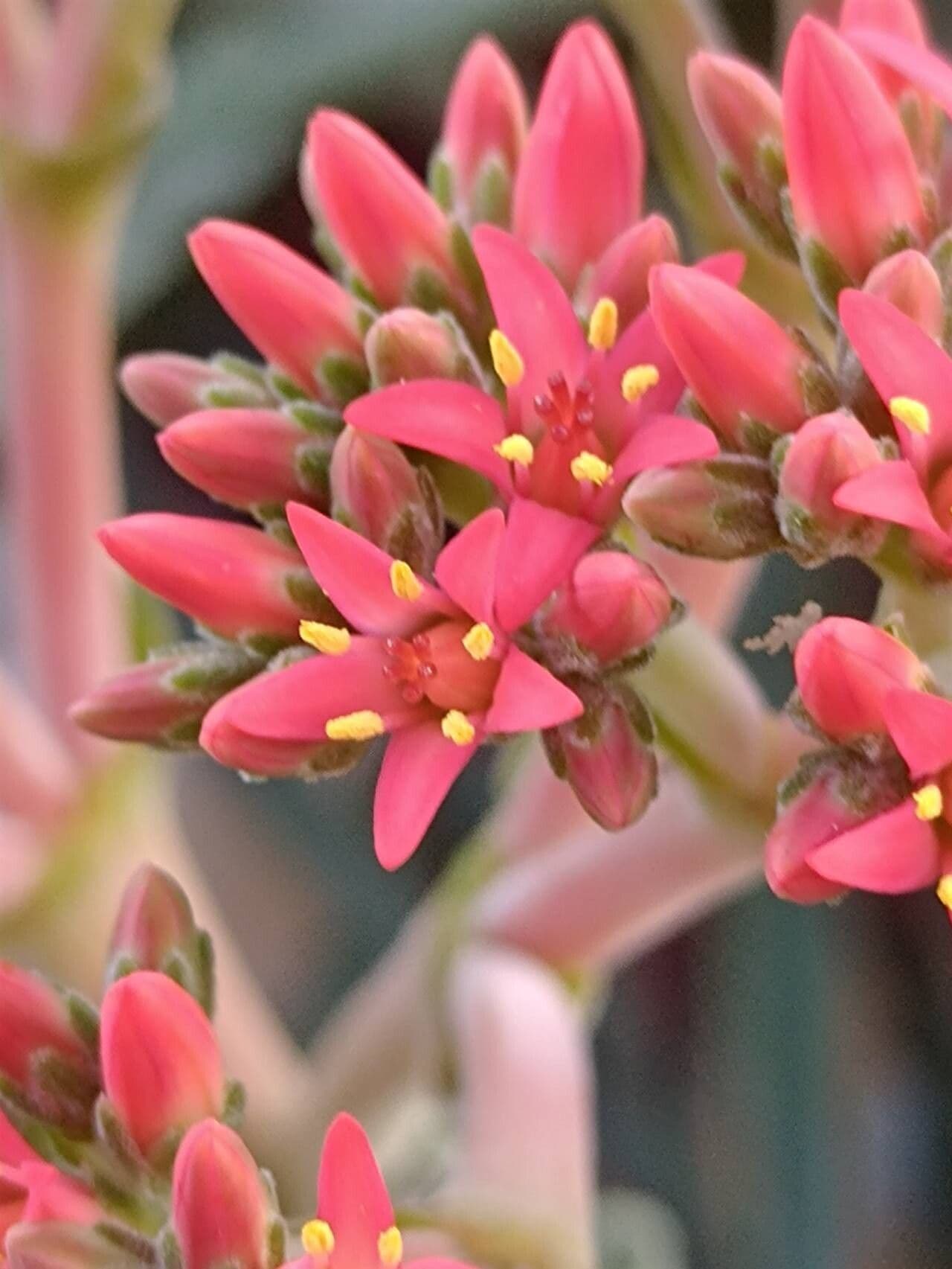 Crassula perfoliata