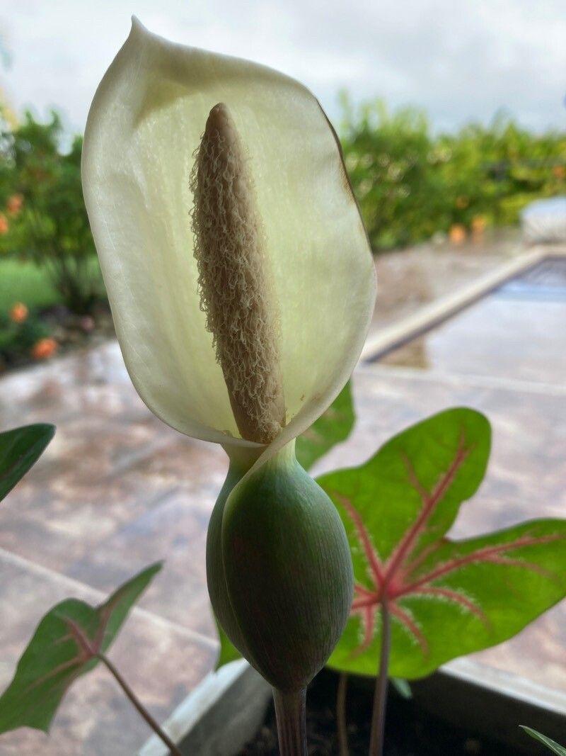 Caladium bicolor