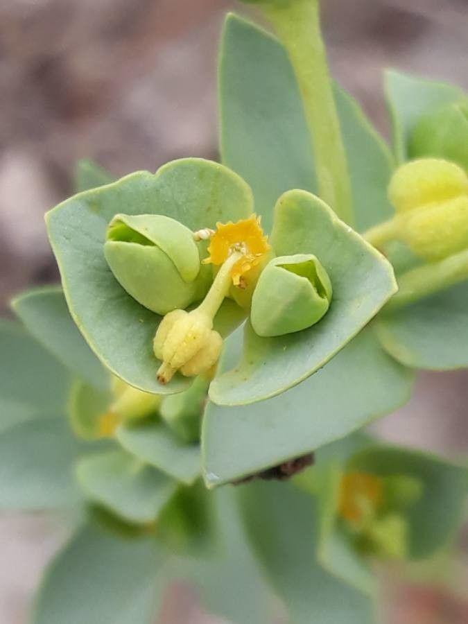 Euphorbia paralias