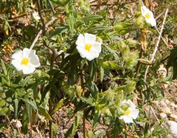 Cistus monspeliensis