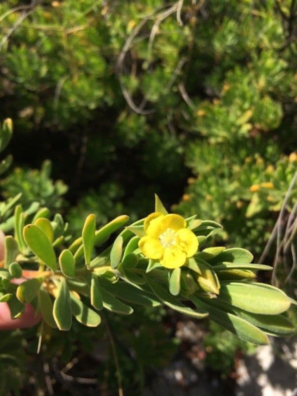 Suriana maritima