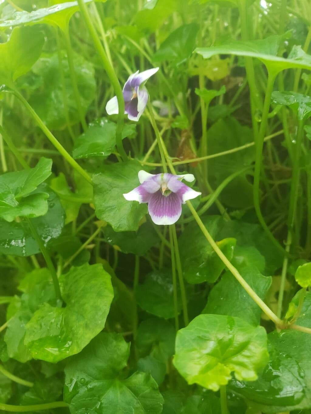 Viola hederacea