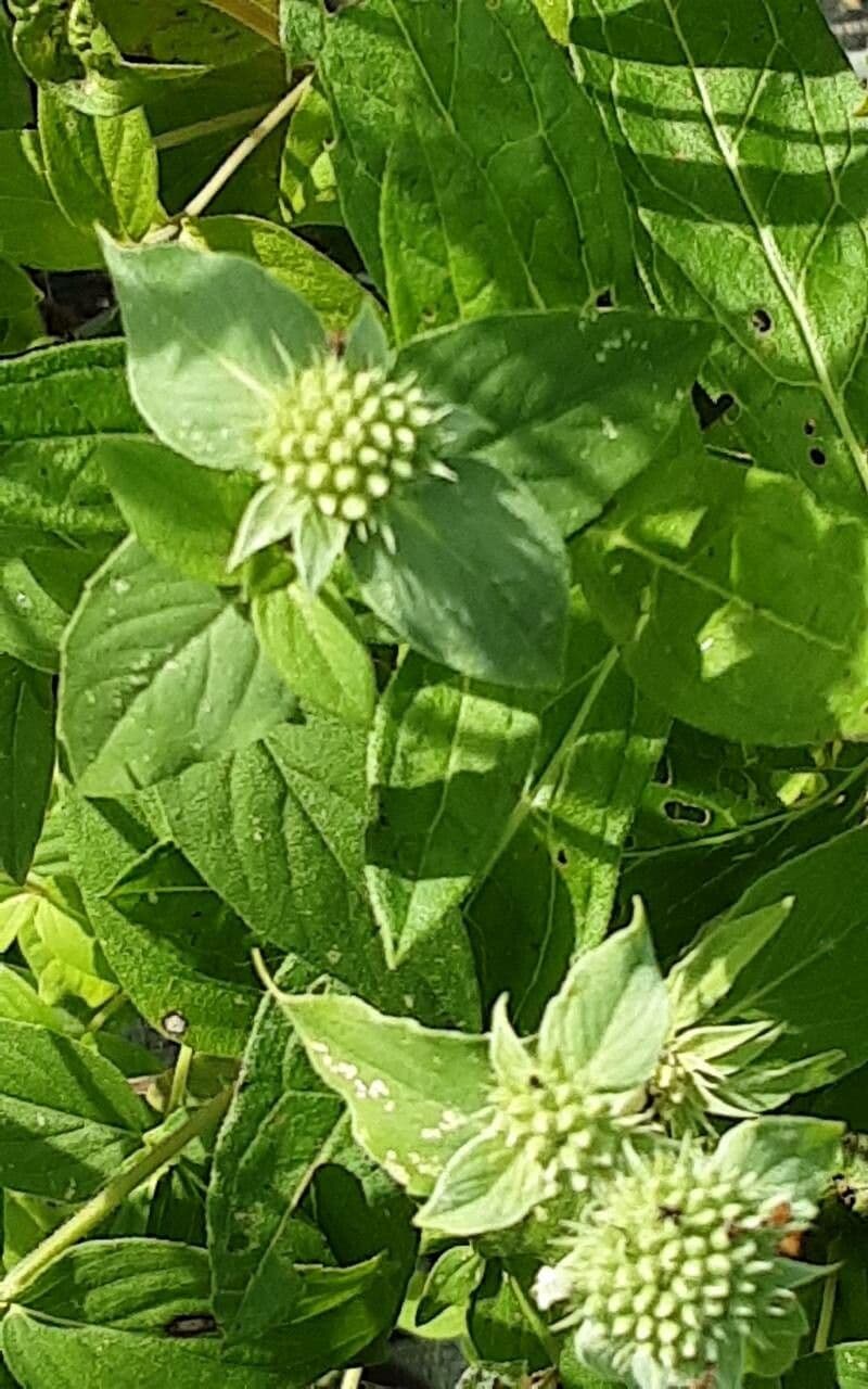 Pycnanthemum muticum
