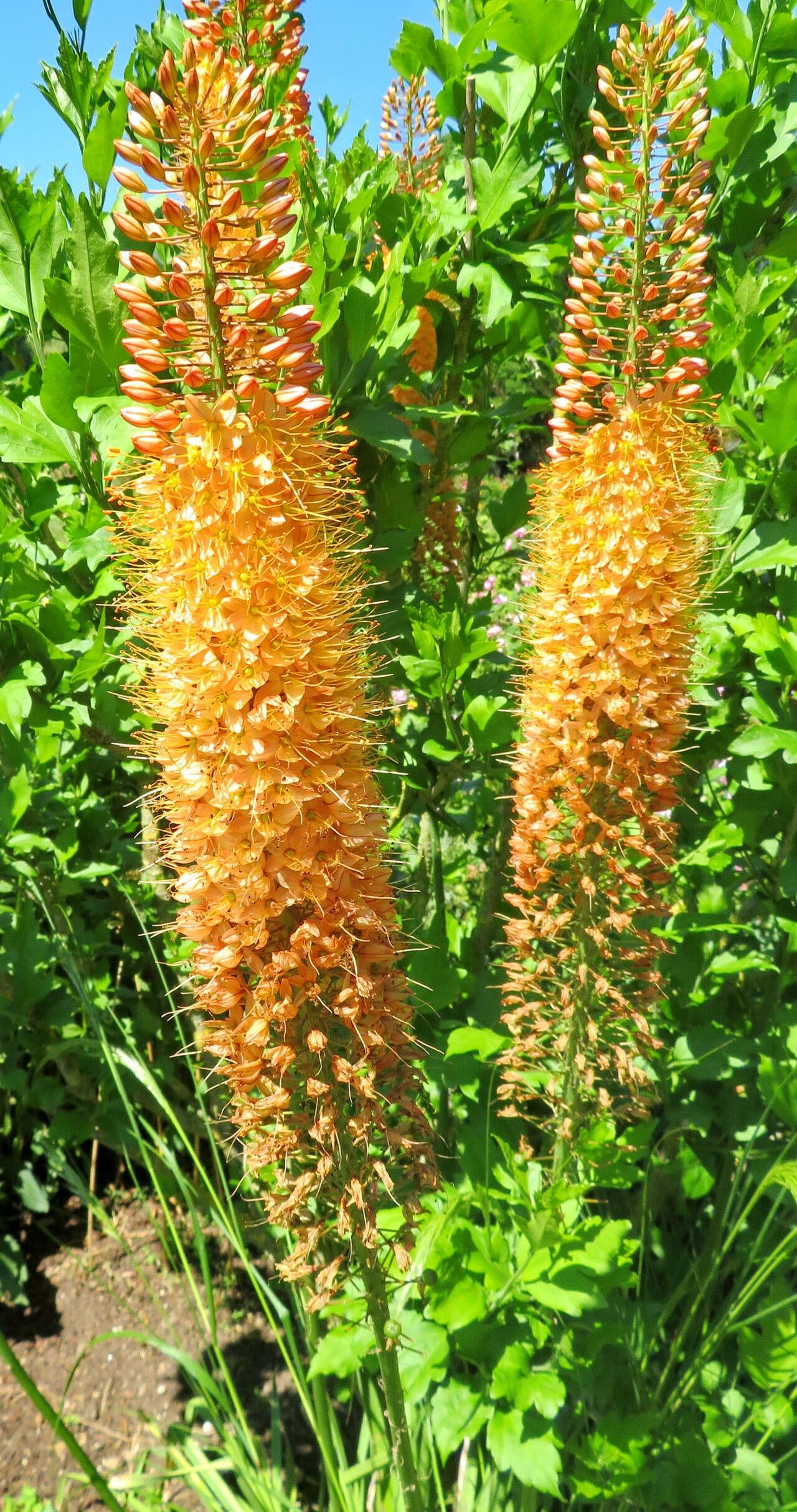 Eremurus stenophyllus