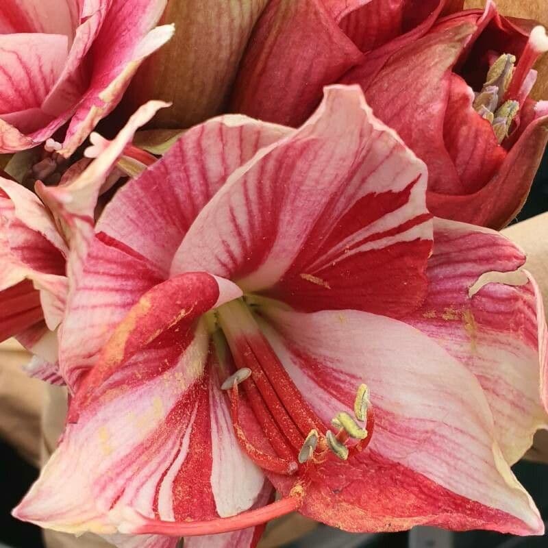 Hippeastrum reginae