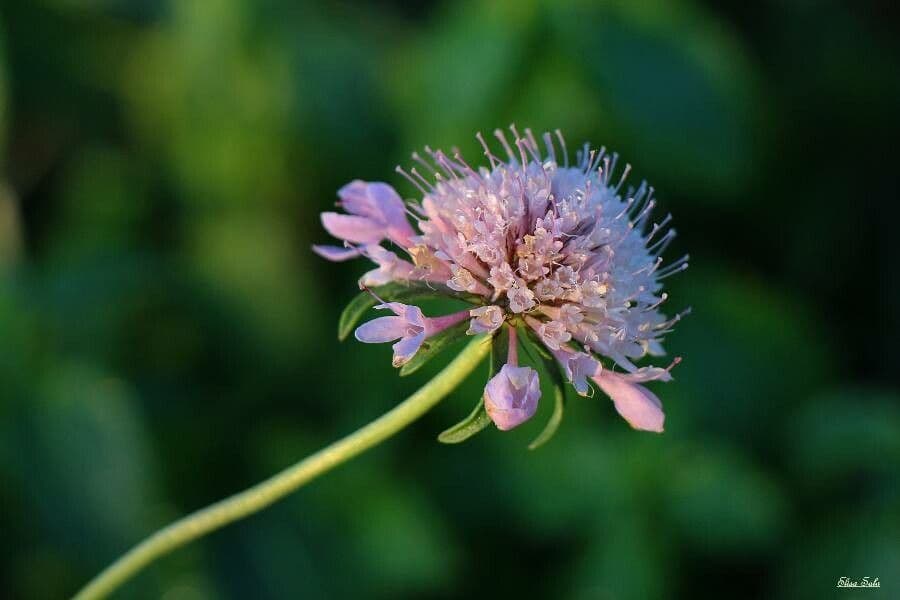Scabiosa cinerea