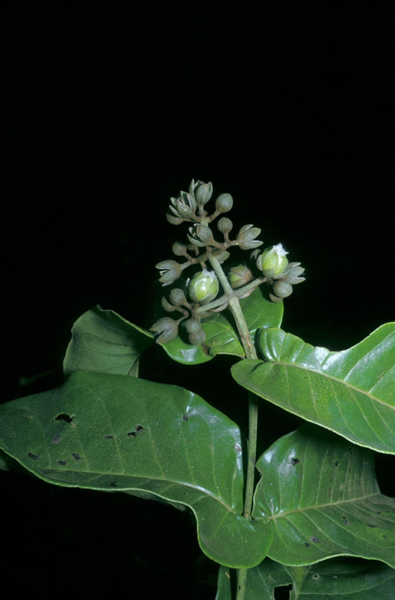 Vismia sessilifolia