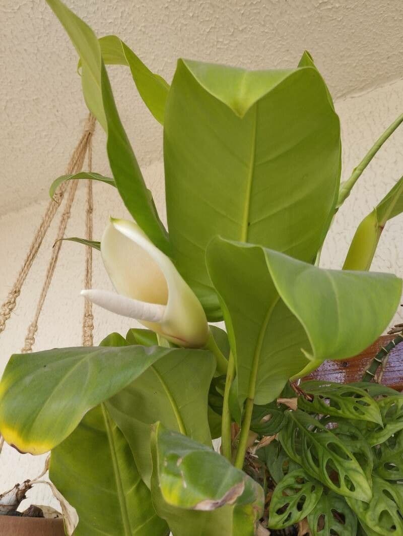 Philodendron martianum