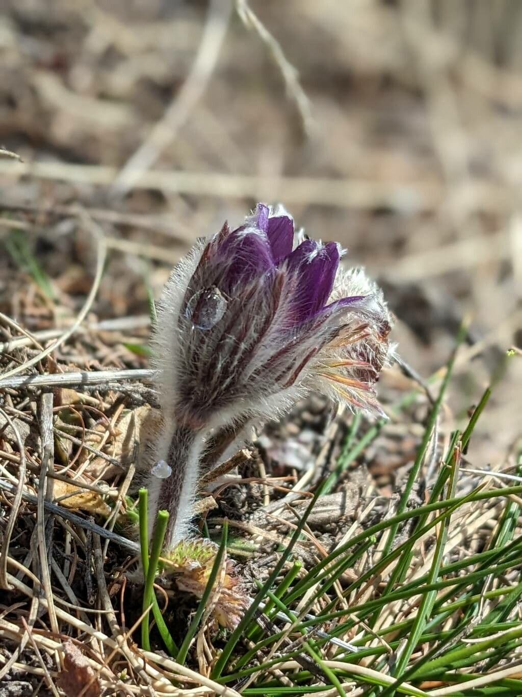 Pulsatilla montana