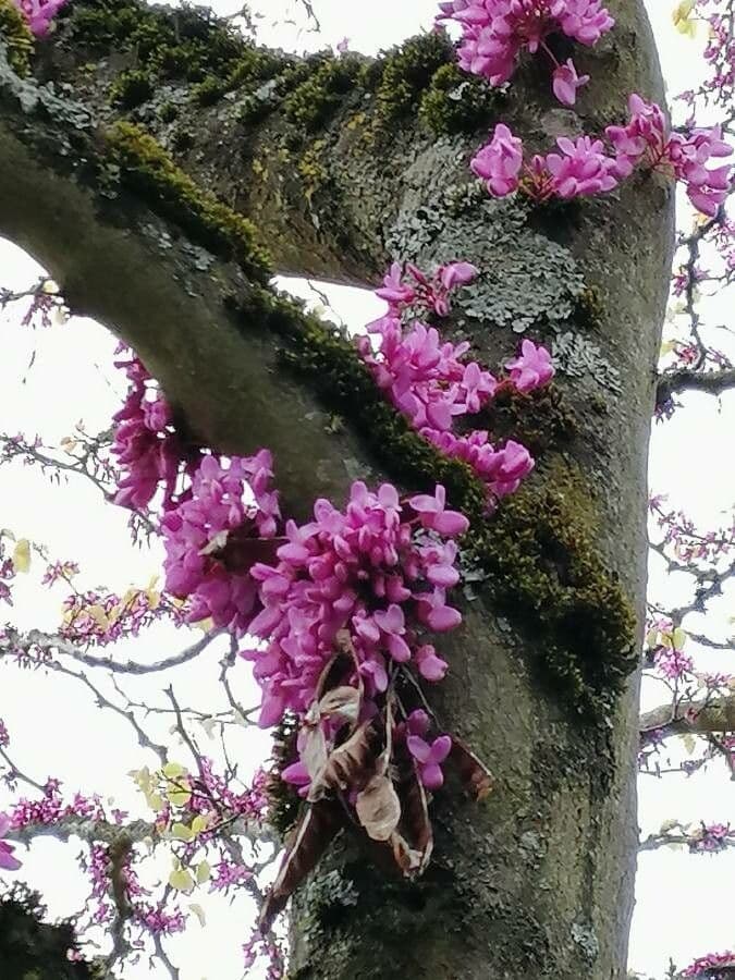 Cercis siliquastrum