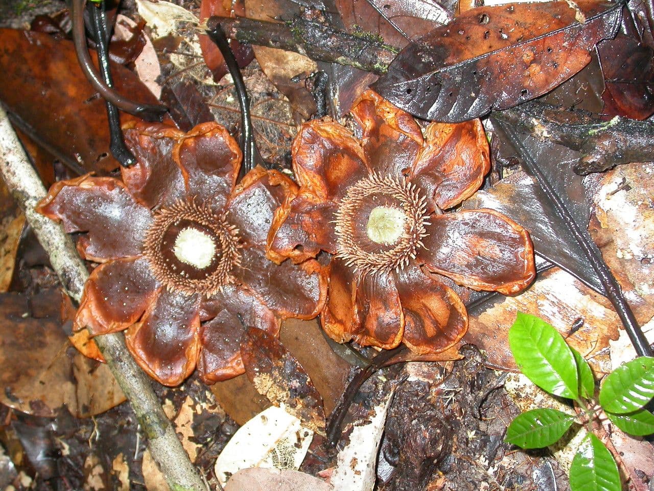 Clusia grandiflora