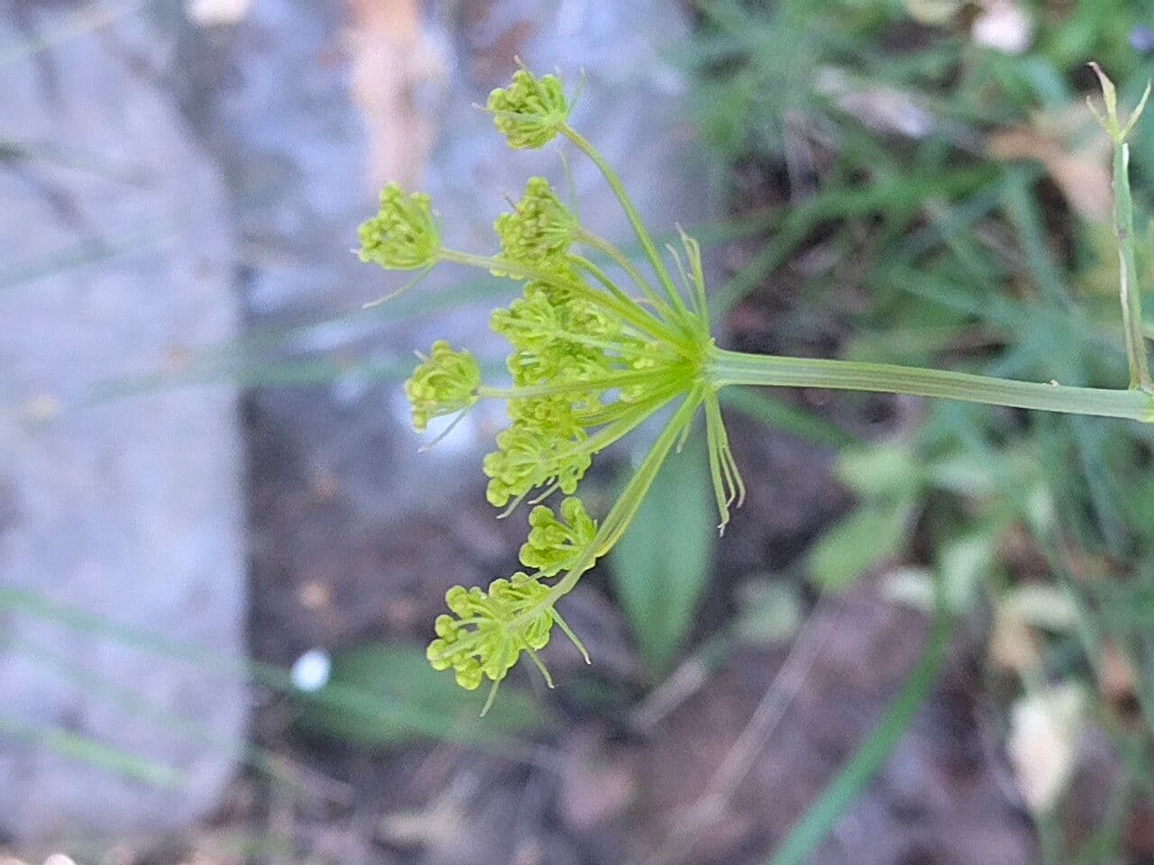 Kundmannia sicula