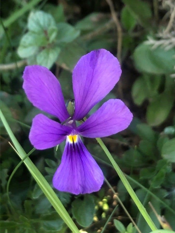 Viola bubanii