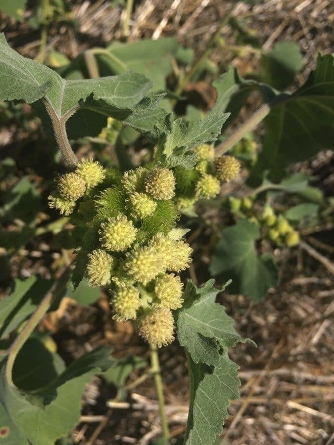 Xanthium strumarium