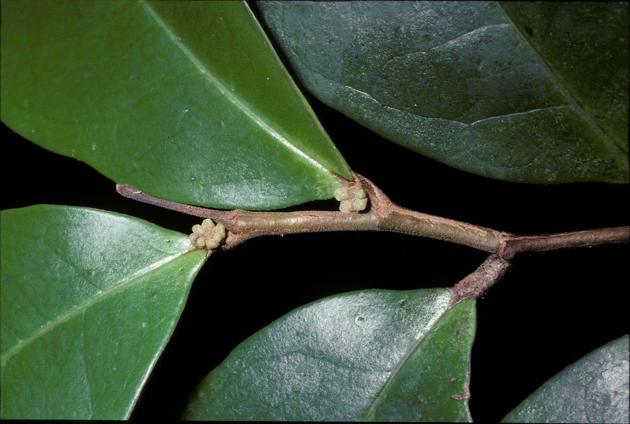 Tapura guianensis