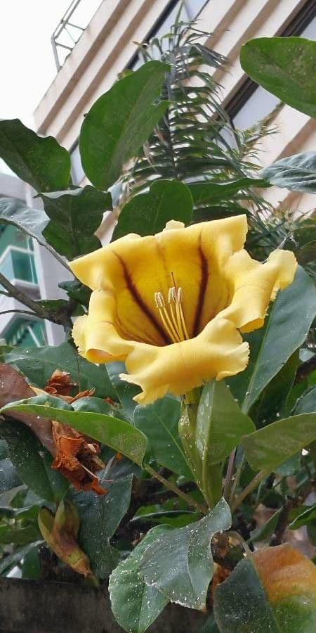 Solandra guttata