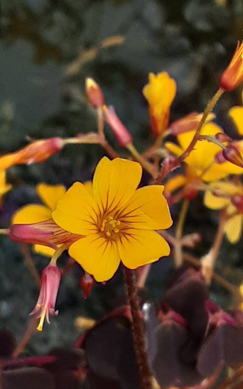 Oxalis spiralis