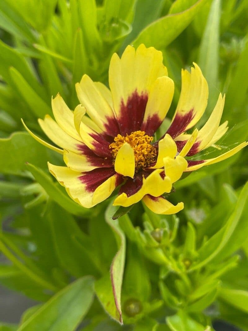 Coreopsis auriculata