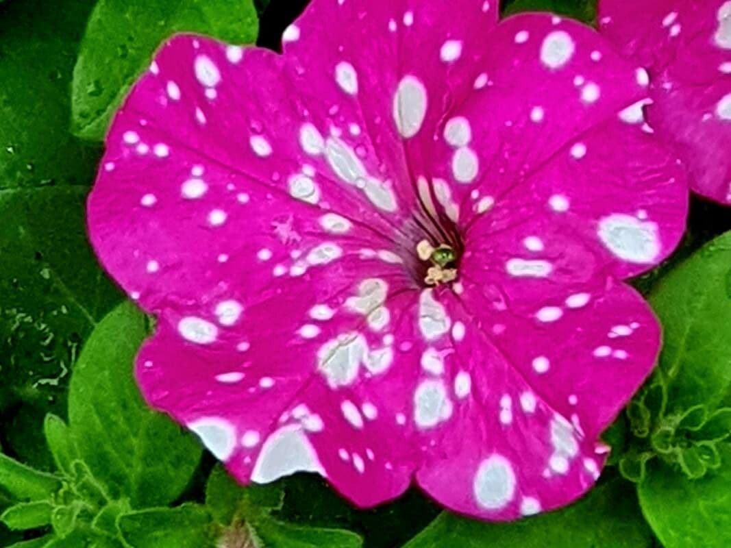 Petunia atkinsiana