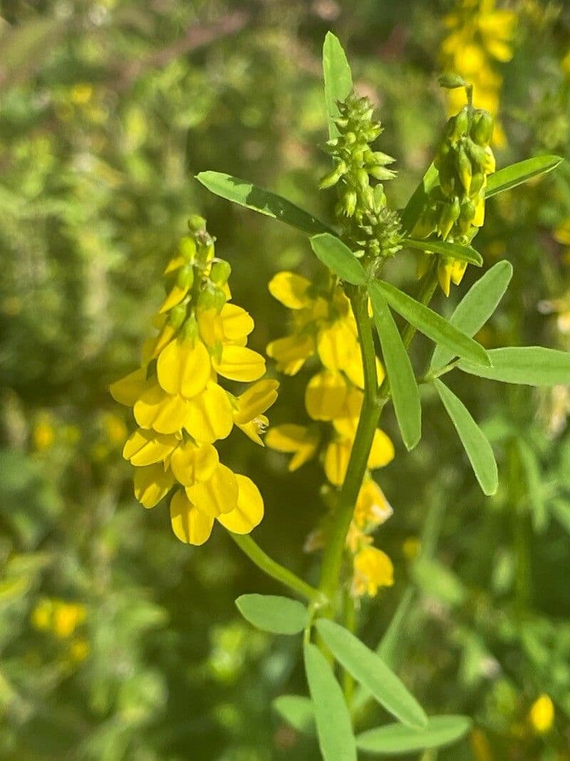 Melilotus officinalis