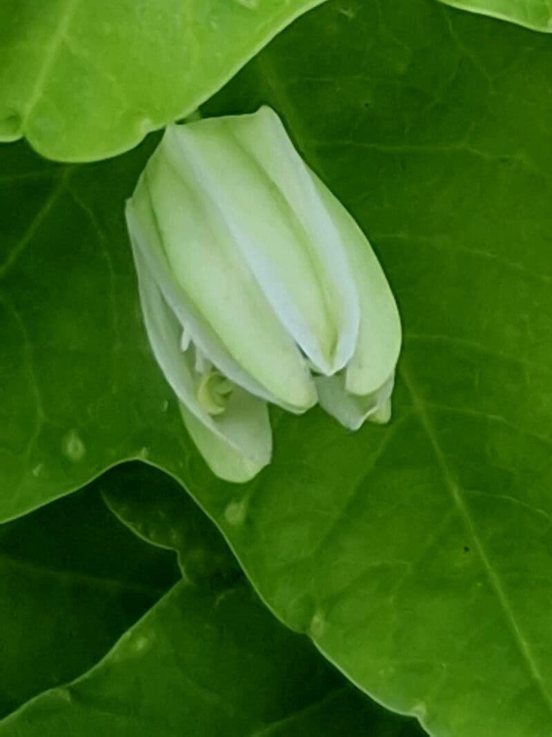 Passiflora lutea