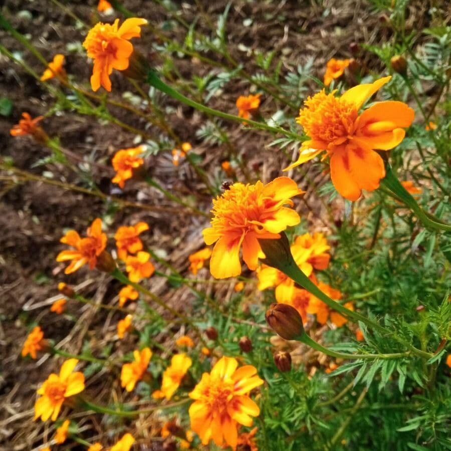 Tagetes erecta