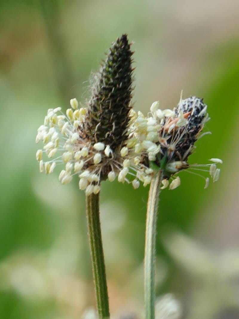 Plantago lanceolata