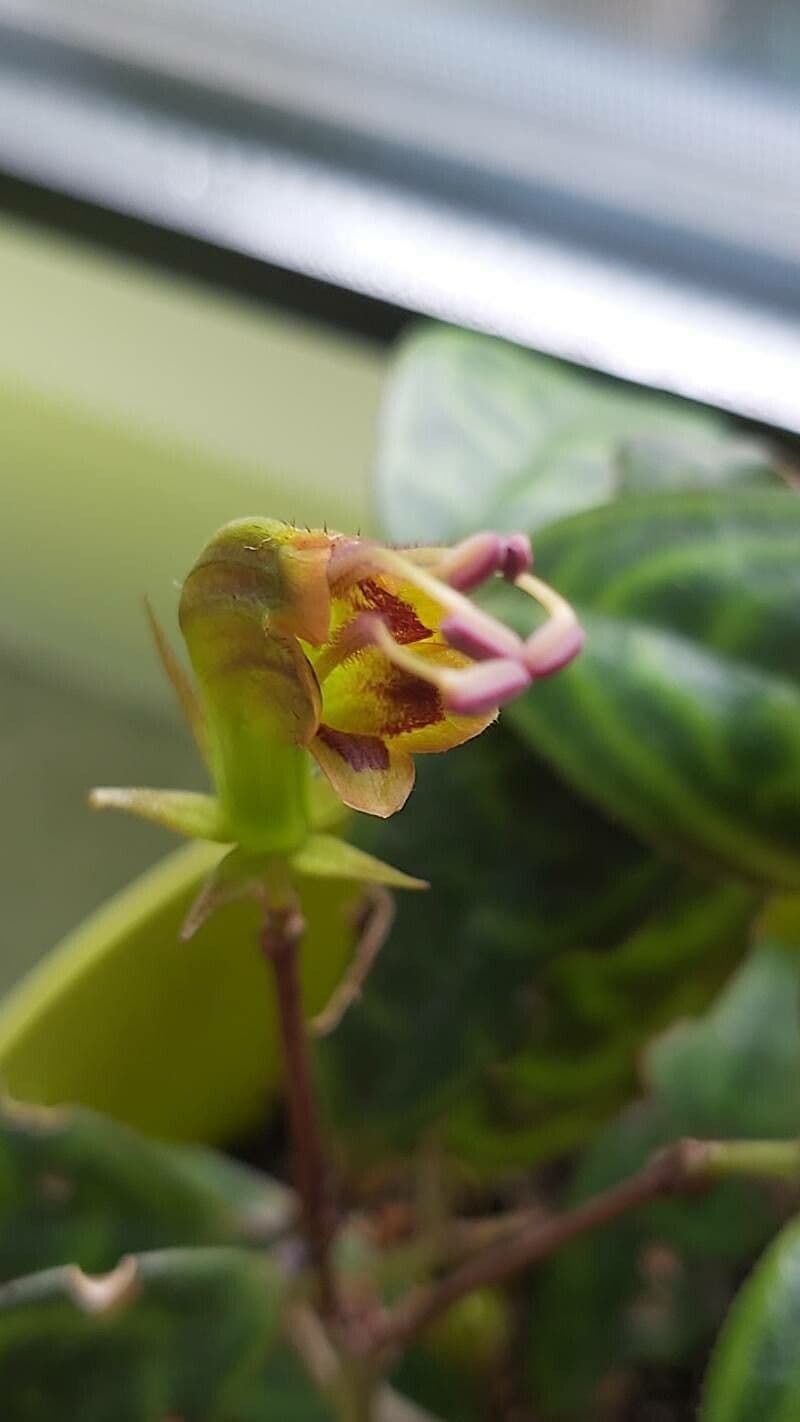 Aeschynanthus longicaulis