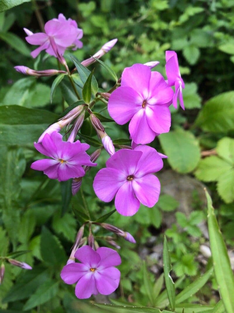Phlox carolina