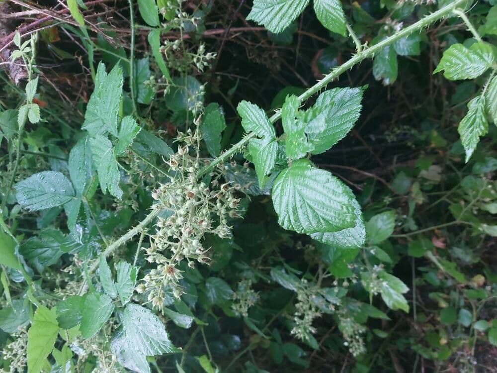 Rubus schleicheri
