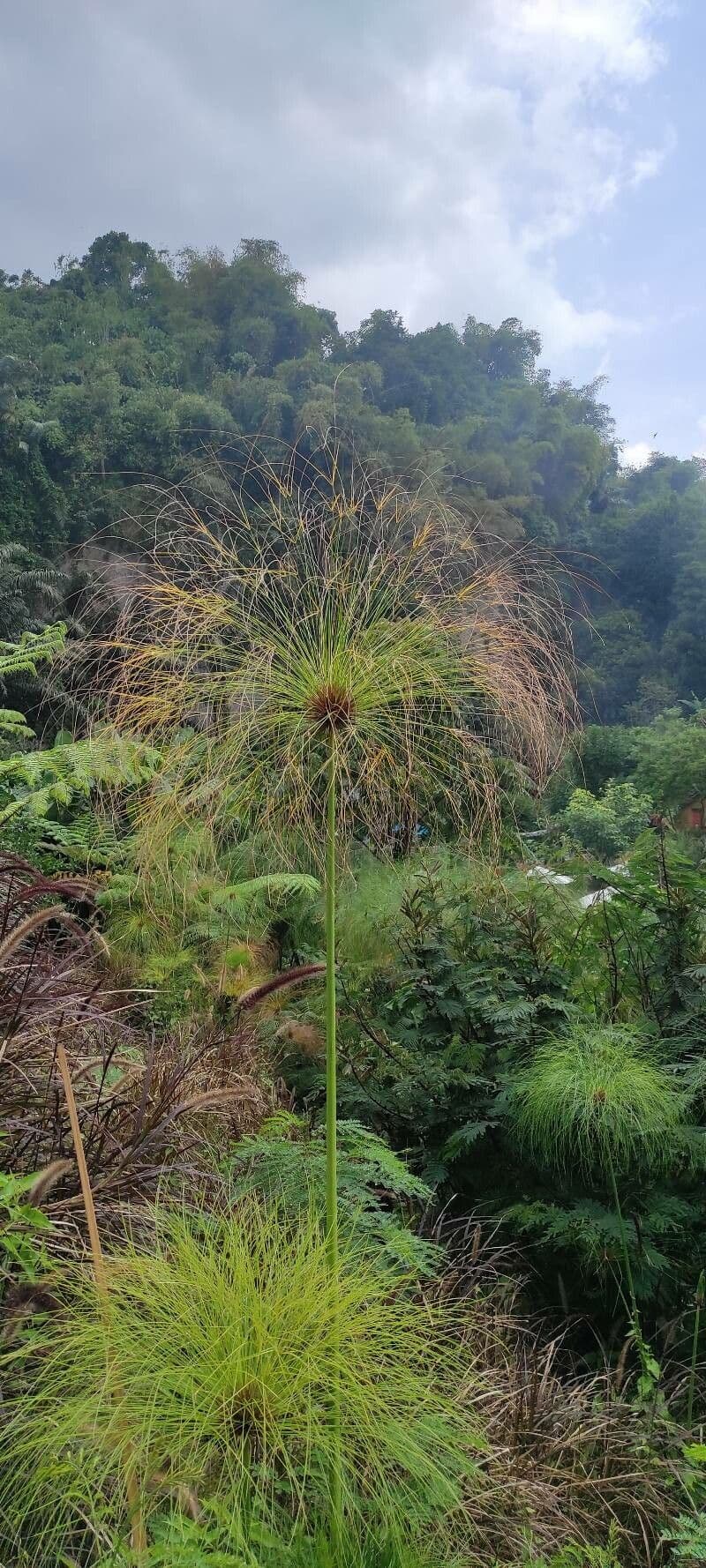 Cyperus papyrus