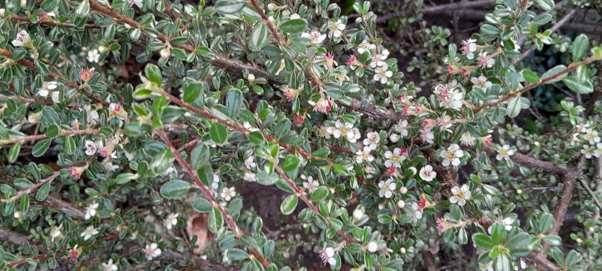 Cotoneaster microphyllus