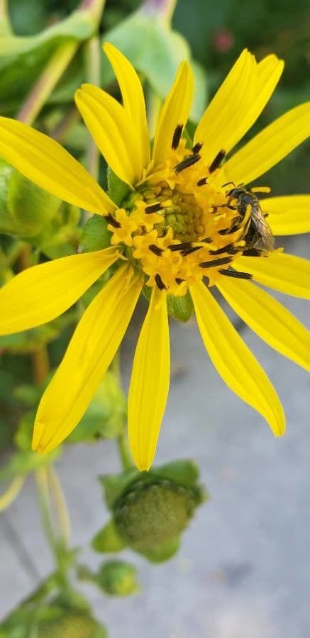 Silphium asteriscus